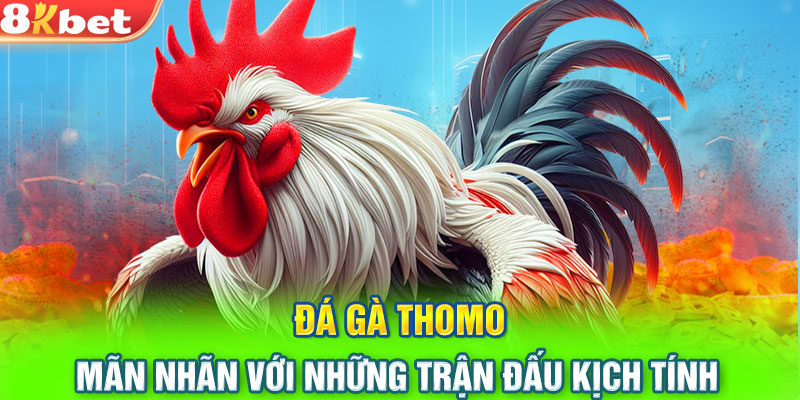 Đá Gà Thomo - Mãn Nhãn Với Những Trận Đấu Kịch Tính